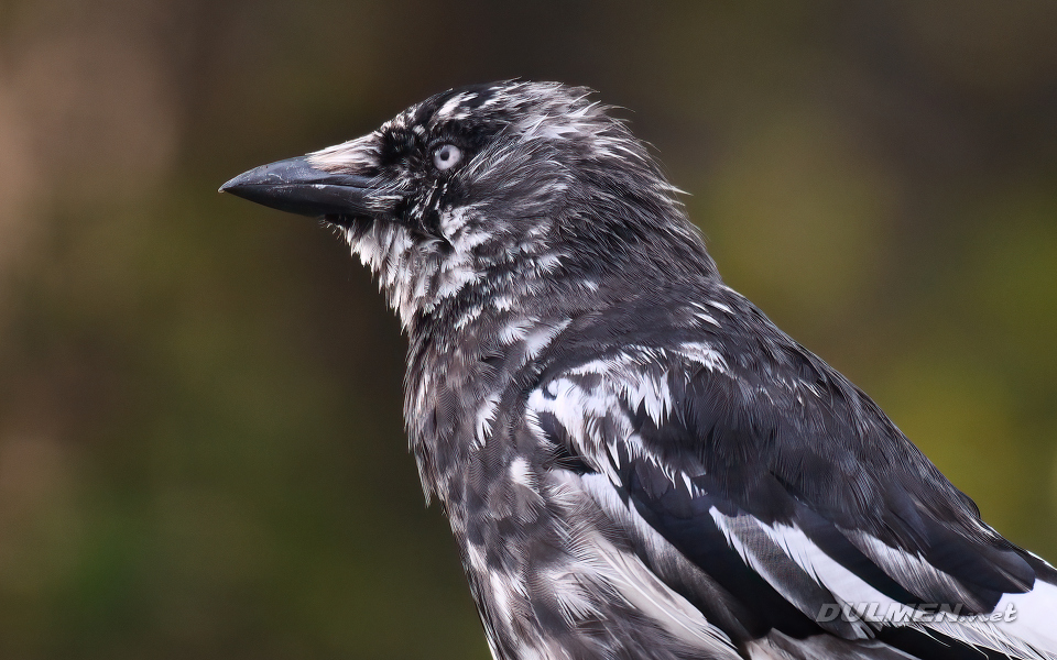 01 Western Jackdaw (Coloeus monedula)